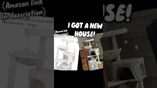 WE BACK!! 😆     YUNIQUE Newest Cat Tree with Cat Condo and Big Hammock，Beige  