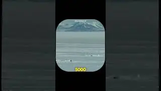 Why did the penguin choose death?