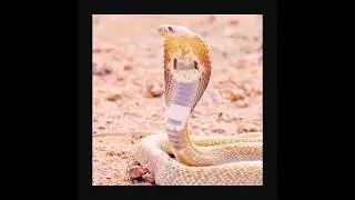 Indian Cobra Strike Speed Will Shock You 😱 | Cobra Snake | Russell Viper | King Cobra | Snake