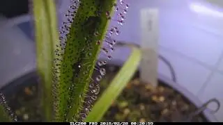 Drosera regia gef&uuml;ttert mit Fischfutter/ D.regia fed with fish food