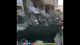poley adiripoley