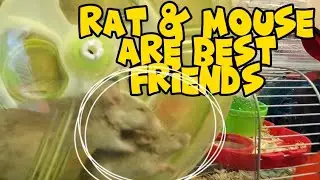 Intriguing Interspecies Infatuation: Female RAT loves Male Mouse! ❤️