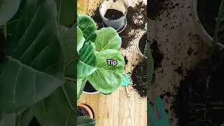 Green Thumb Magic  10 Beginner Tips