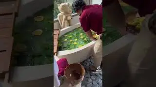 Would you take this lemon bath in Bali?
