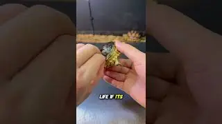 Can a Crocodile Really Crack a Turtle's Shell? The Shocking Truth!
