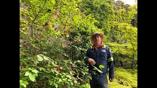 Walled Garden with Timothy,  Late May 2020