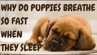 Why Do Puppies Breathe So Fast When They Sleep