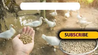 duck ka khana kya hai | Duck Farming | Duck Food Kya Hai | बत्तख को कौन सा खाना खिलाए | Animal Duck