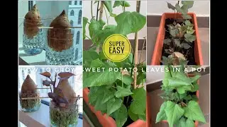 How to Grow Sweet Potato Leaves in a Pot | SIMPLE & EASY