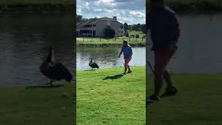 Goose Attack Golfer