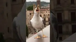 Quand un go&eacute;land devient la star du rire 😆