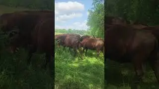 Cows grazing, Amp, Carbon Cowboy!