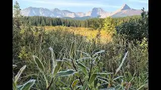 #95-Valuing Forests With Milo Mihajlovich, Robert Wagner and Daniel Harrison