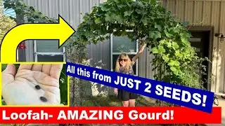 Loofah 🌱 AmAzInG Gourd