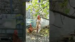 Rooster Jumping