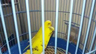 Perusi!