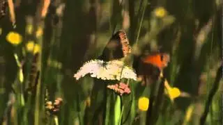 Avon Wildlife Trust Butterfly Appeal