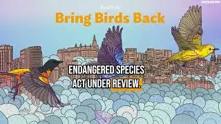 Bring Birds Back Trailer Season 8