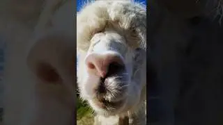 Curious Alpaca: A Magical Moment | Pick of the Day | #shorts