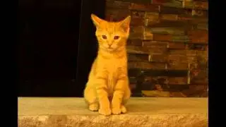 Pet Angels