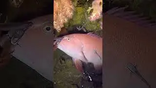RED GROUPER #shorts #short #fishing #fish #seafood #kapanatv #viral