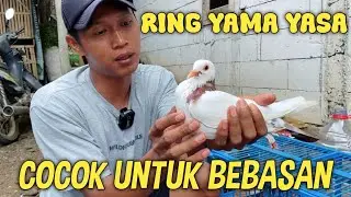 GREBEK KANDANG FU SAAD BANYAK MERPATI PROSPEK