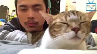 Top 50 funny cats and dogs dancing of all time lol🤣🤣🤣