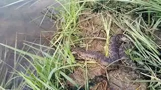 மண்ணுளிப் பாம்பு( கூழப்பாம்பு)Common Sand Boa (Eryx conicus) 🐍