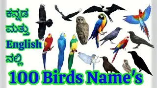100 birds  names in Kannada and English