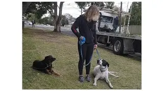 Obedience training and loose lead walking 😎👌🏼