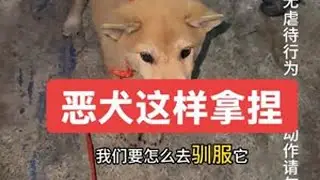 恶犬这种教育它、 刚买的小狗第一次见主人，可能不亲近。需要不停抚摸它#恶犬 #恶犬出没 #中华田园犬 #田园犬日记 #田园犬大黄
