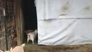 New goat area 2