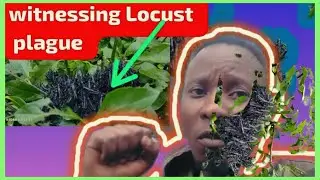 Ever seen Locust Plague