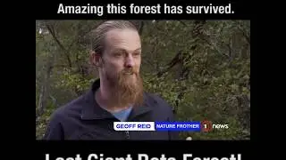 Save The Akatarawa Giant Rata Forest