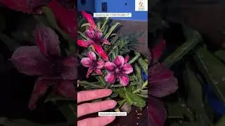Rare Imported Adenium Plant Online Sale 🔥 #adenium #plants #flowers #garden