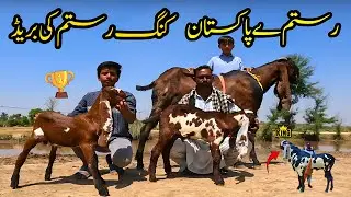 Rustam e Pakistan Breed 🔥 | Sunday Special |  Daily Vlog on Goat Farming 🇵🇰