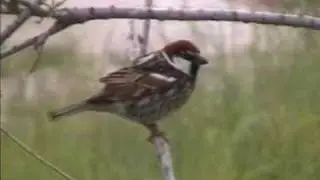 Spanish Sparrow