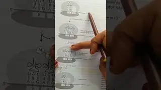 Translation (protein synthesis) elongation and termination