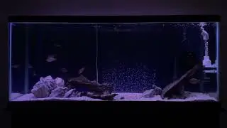 Eureka Red Jake Coloring Up & Breeding!