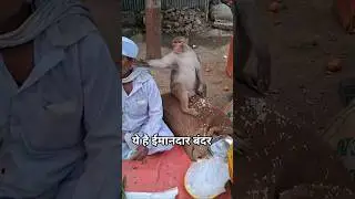 ये है ईमानदार बंदर ll #monkey #animals #shorts