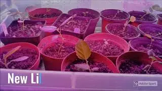 Southernfigsforum Fig Breeding