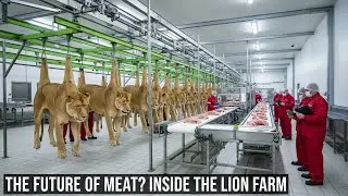 Lion Farming Business | Meat Supply Chain & Leather Products