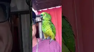 maravilhoso esse loro 🦜🦜 gente amo demais ❤️😍
