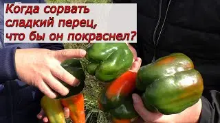 Сорвите сладкий перец осенью в этот момент и он обязательно покраснеет!