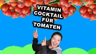 TOMATEN EXPLODIEREN davon - D&uuml;nger - Tomaten d&uuml;ngen mit Hefe und Zucker [Bio- D&uuml;nger]