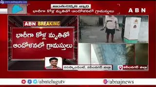 ఒక్కరోజే వెయ్యి నాటుకోళ్లు మృతి ..  బర్ద్ ఫ్లూనా ? || Bird Flu in Telangana || Karimnagar ||  ABN