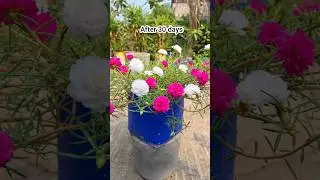 Pruning and fertilizing portulaca flower plants #shorts #portulacaplant #flowersplant