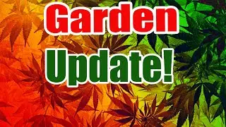 Growing Your Own Indoors: (Week 2 & 4 Of Veg)#newgrower #howtogrowcannabis #oklahoma