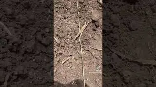 How I make 70k in 2acres Maize farming will shock you 😳😳learn the process now