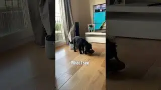 Dog grows up but still plays with owner's shoes!